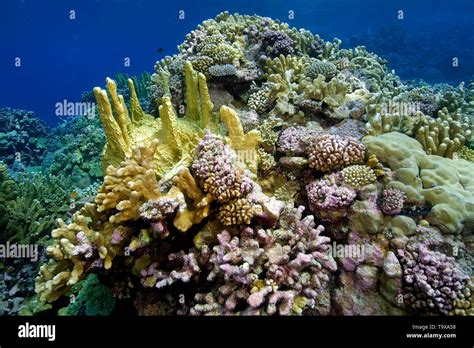 Highly diverse coral reef, mainly fire coral, Millepora platyphylla, and cauliflower coral ...