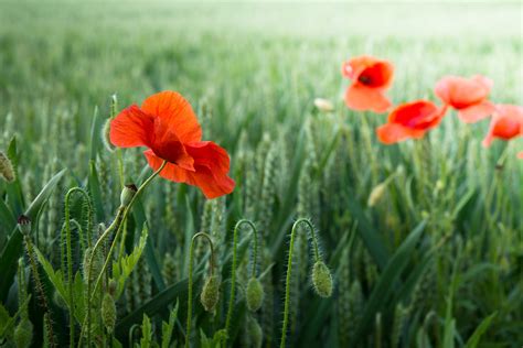 Grappige afbeeldingen: Afbeeldingen bloemen; rode bloemen