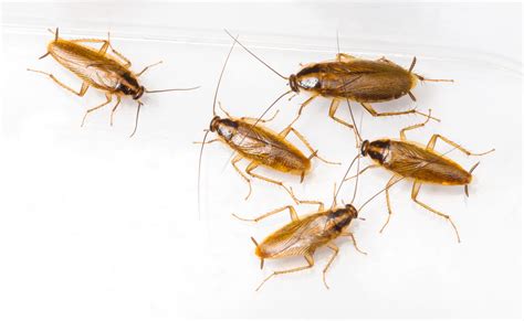 German Cockroach Pest Control | Pest Library | Economy Exterminators