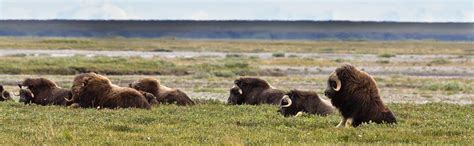 Musk Ox Herd Photograph by Wayne Vedvig