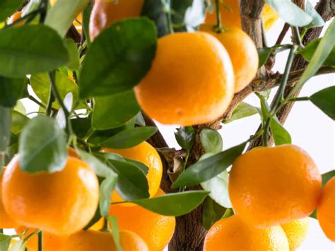 8 Different Dwarf Citrus Trees You Can Grow at Home