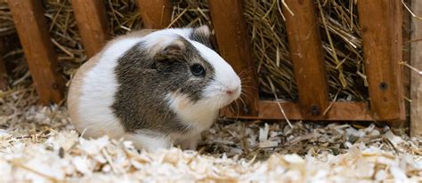 The Best Hay for Guinea Pigs in 2022 | My Pet Needs That