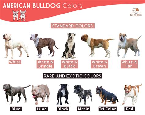 All American Bulldog Colors And Markings Explained (With, 43% OFF