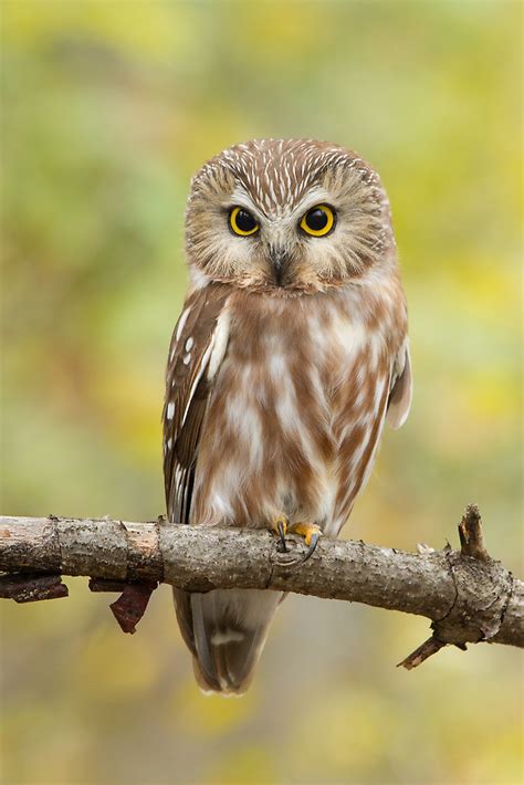 Northern Whet-Saw Owl Facts, Distribution, Habitat, Pictures