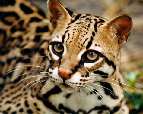 Ocelot Facts, History, Useful Information and Amazing Pictures