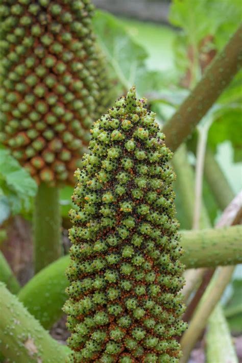 Giant Rhubarb Gunnera Tinctoria, Flower Stalk Stock Photo - Image of flora, agriculture: 320014696