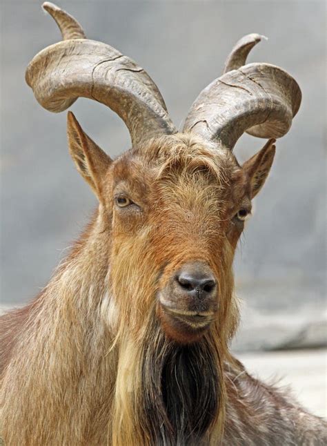 Markhor Goat Twisted Horns Stock Photos - Free & Royalty-Free Stock Photos from Dreamstime