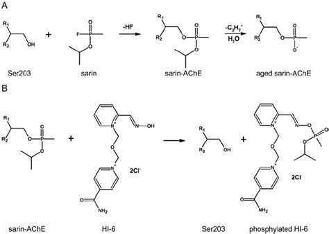 Inhibition and aging of AChE exemplified by the nerve agent sarin (A)... | Download Scientific ...