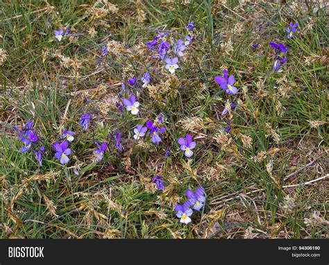 Purple Violet Flowers Image & Photo (Free Trial) | Bigstock