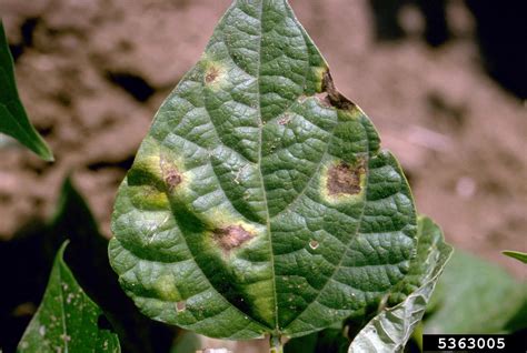 Symptoms Of Common Blight In Beans - Tips On Bacterial Bean Blight Treatment