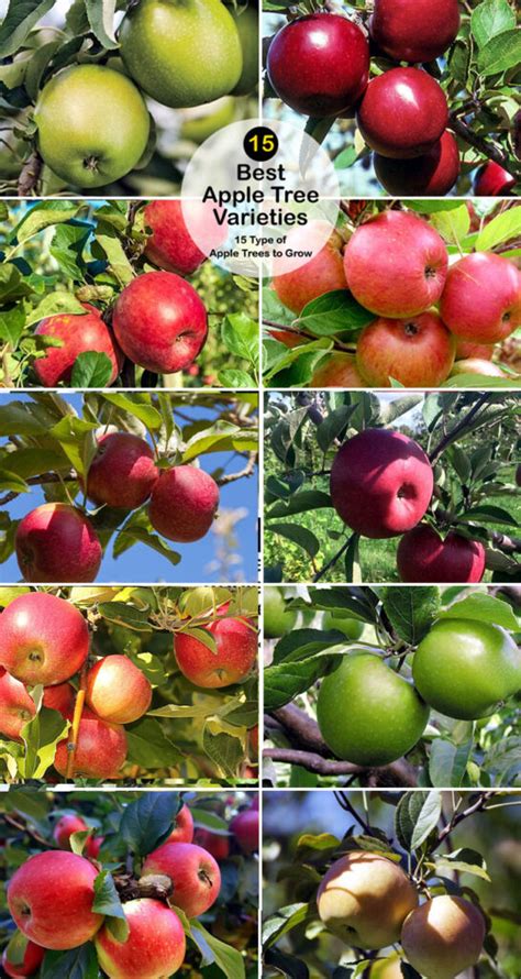 15 Type of Apple Trees to Grow | Best Apple Tree Varieties