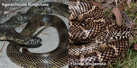 Florida Kingsnake – Florida Snake ID Guide