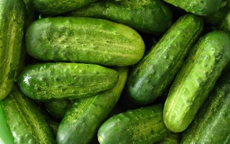 Parthenocarpic cucumbers: varieties and features – Healthy Food Near Me