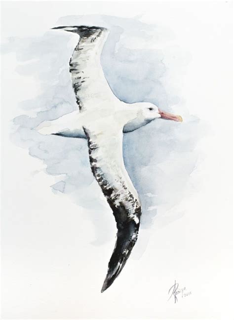 Wandering Albatross (Diomedea exulans) (2016) Watercolour by Andrzej ...