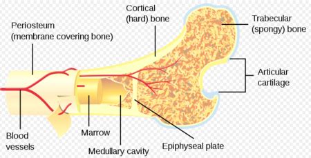 Bone Marrow Lesions - Physiopedia