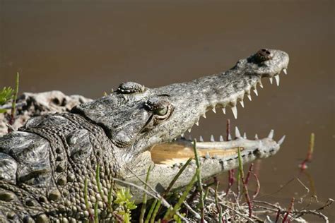 12 Coolest Native Animals in Florida You May See - Florida Trippers