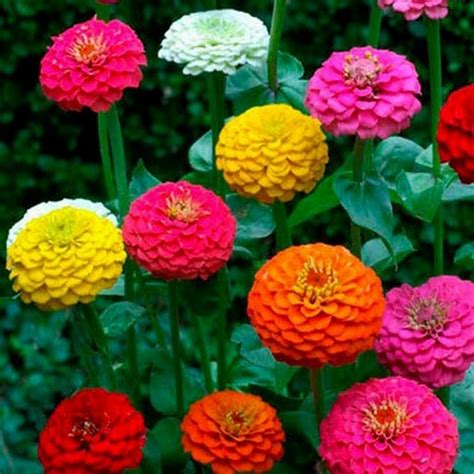 100 Pcs Mix Cut & Come Again Zinnia Flower Seeds #MNSS - Seeds