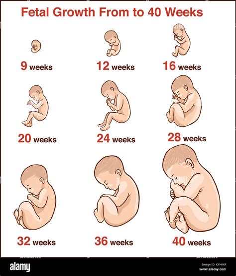 Body Growth Stages