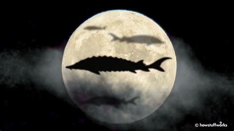 Why August's Moon Is Known as the Sturgeon Moon | HowStuffWorks