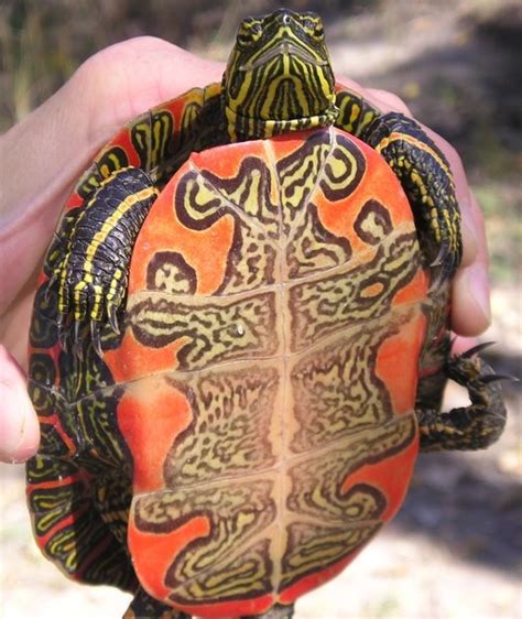 Western Painted Turtle (Chrysemys picta bellii) - Species Profile