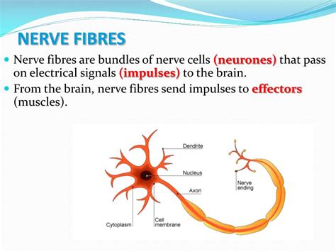 PPT - The Nervous System PowerPoint Presentation, free download - ID ...