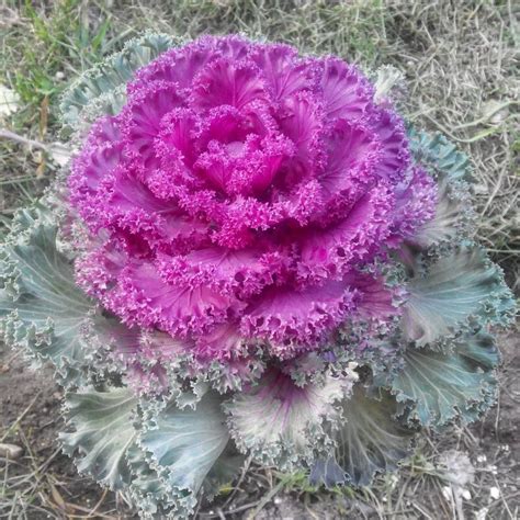 Seeds Edible Cabbage Decorative Kale Ornamental Fringed Mix Beatiful Annual Flower Ukraine ...