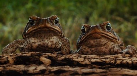 Cane Toads: The Conquest
