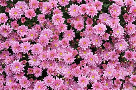 Pink Chrysanthemum Bouquet by Yinyang