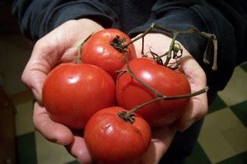 The Deliberate Agrarian: Winter Tomatoes