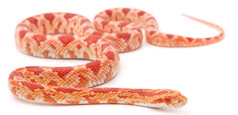 Do Corn Snakes Bite? | Keeping Exotic Pets