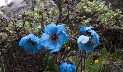 The Beauty of Blue Poppyies: A Rare and Enchanting Flower