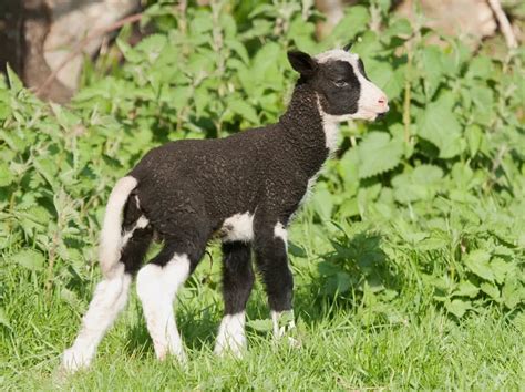 11 Gorgeous Black and White Sheep Breeds [With Pictures!] - Outdoor Happens