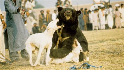 Animal Cruelty on Display at the Bear Baiting Events in Pakistan ...