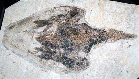 FOSSIL HUNTRESS: CONFOUNDING CONFUCIUSORNIS