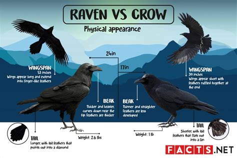 Differences in Physical Characteristics of Ravens, Crows, and ...