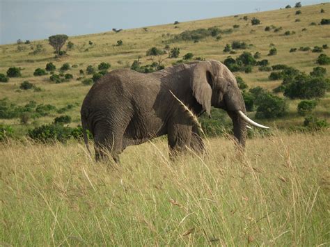 Maasai Mara | Animals, Maasai, Elephant