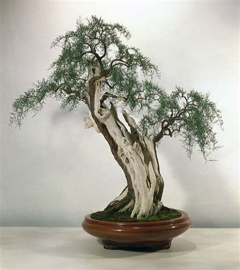 22 best tamarix bonsai images on Pinterest | Bonsai trees, Bonsai art ...