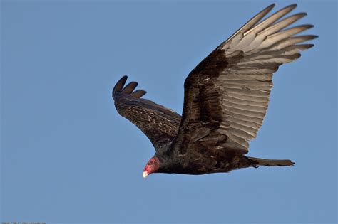 AVES DE SANTA CRUZ: Cathartes aura