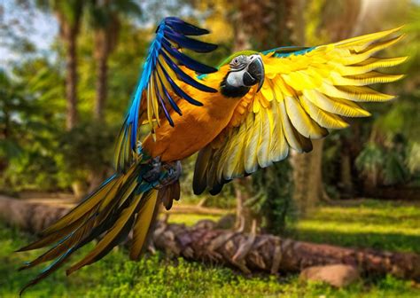 Vibrant Blue-and-Yellow Macaw HD Wallpaper