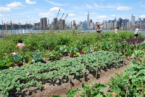 Agriculture in The World: Urban Agriculture