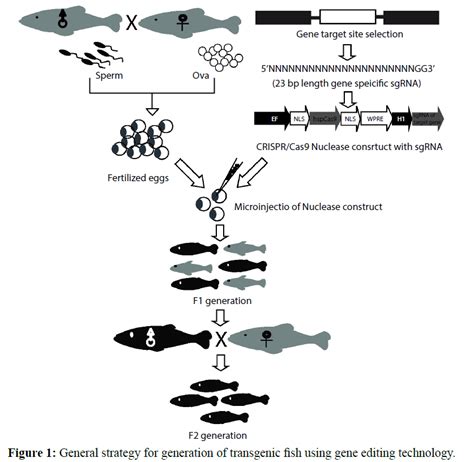 Status of Transgenic Fish Production with Emphasis on Development