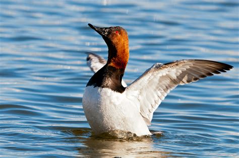 canvasback-duck | OUR POETRY CORNER