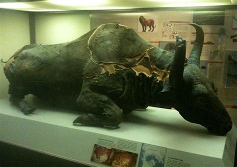 Museum photos: Mummified Ice-Age bison - Boing Boing