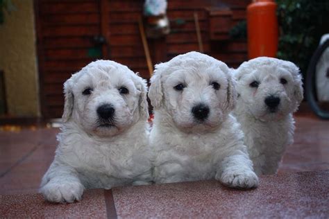 Pin by Darren Driscoll on Dogs | Komondor, Puppies pictures, Puppy photo