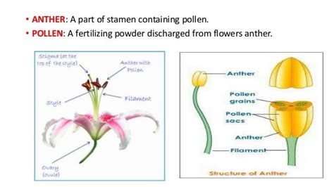 Anther and pollen culture