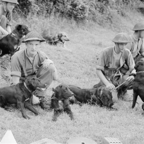 Were Dogs Used In Ww2