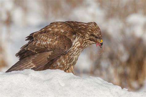 Buzzard eating prey stock image. Image of england, rabbit - 16153579