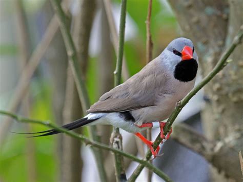 Black And White Finch Type Bird: A Comprehensive Guide - BIRD LOVER