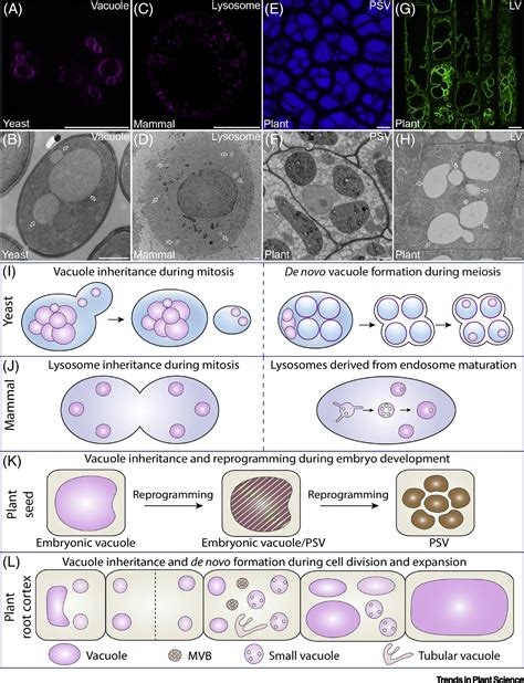 Vacuole Biogenesis in Plants: How Many Vacuoles, How Many Models ...