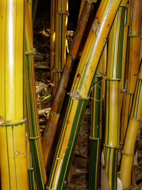 Painted Bamboo Free Stock Photo - Public Domain Pictures